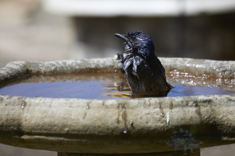 California Scrub Jay
