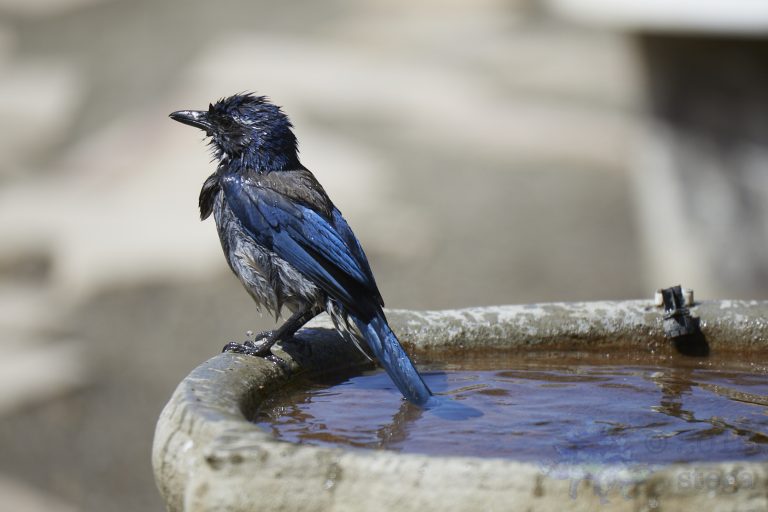 California Scrub Jay