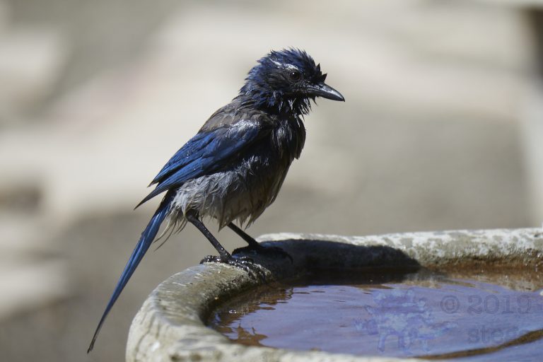 California Scrub Jay Week (24/36)