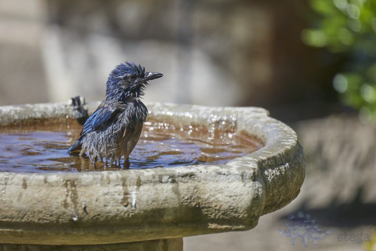 California Scrub Jay