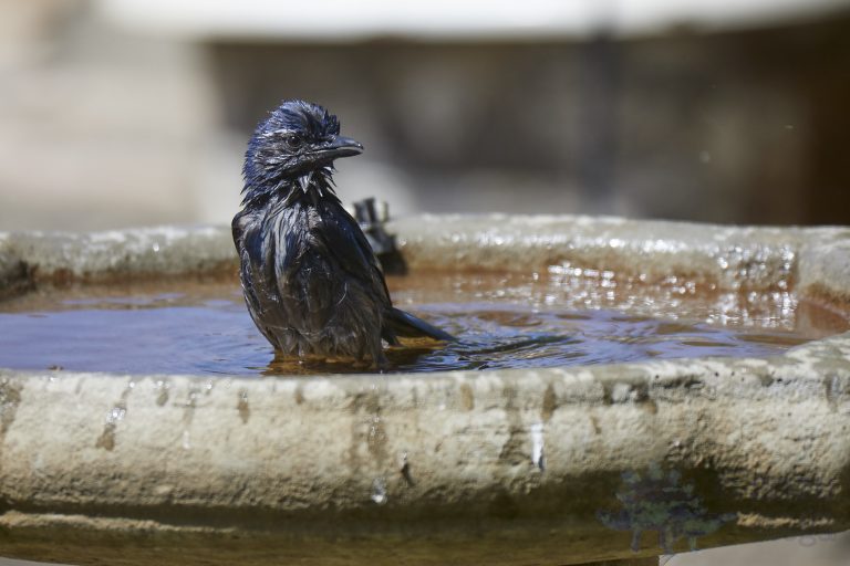 California Scrub Jay
