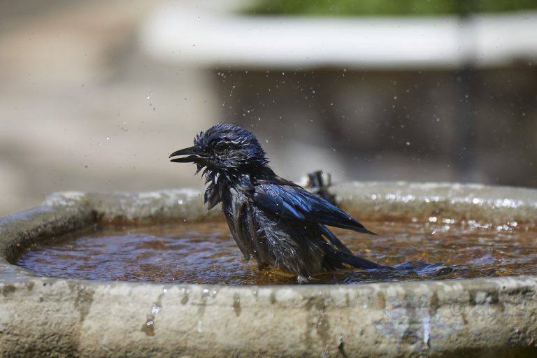 California Scrub Jay Week (33/36)