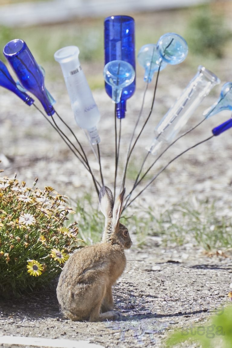 Western Hare