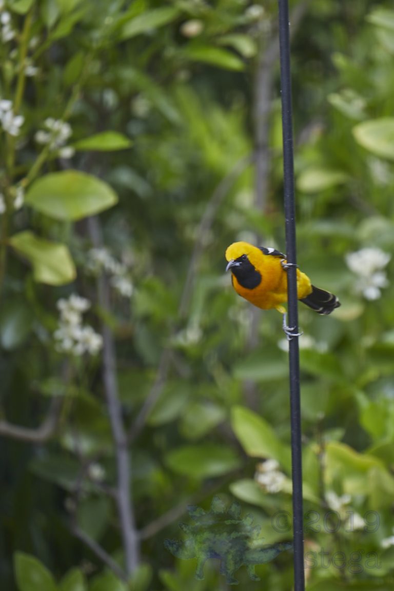 Hooded Oriole