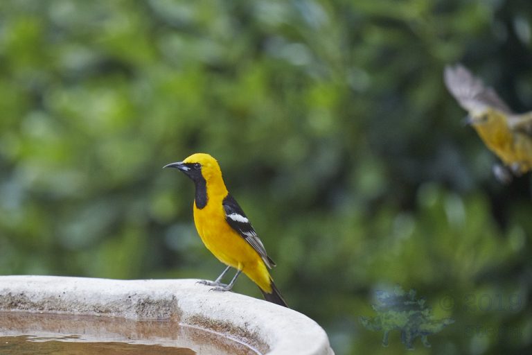 Hooded Oriole