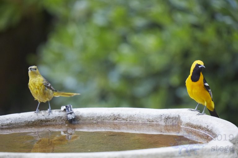 Hooded Orioles