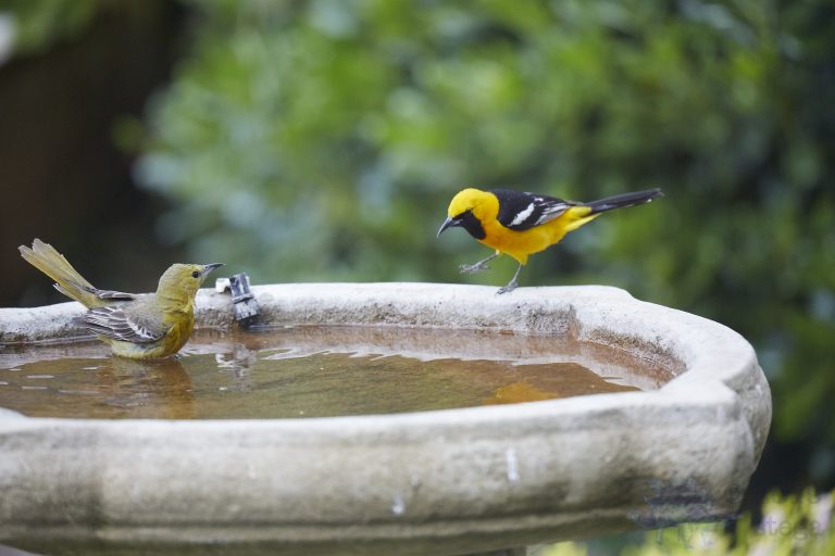 Hooded Orioles