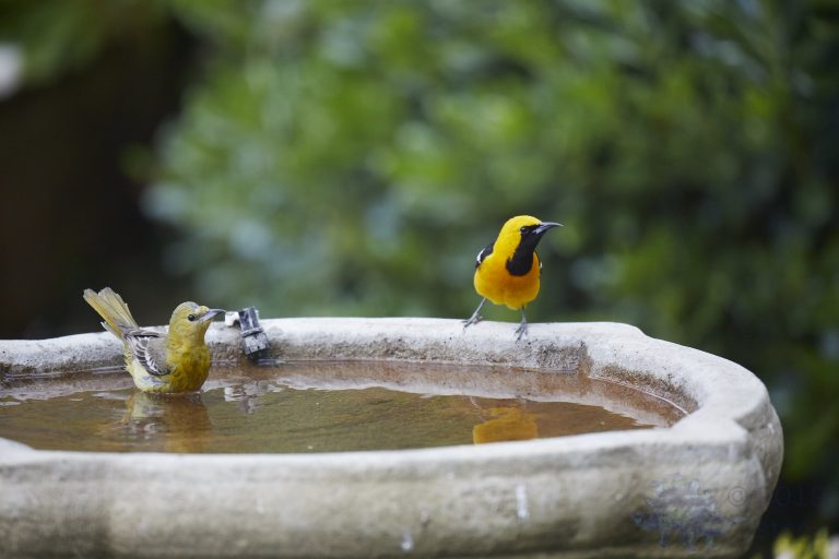 Hooded Orioles