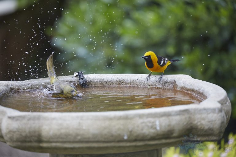 Hooded Orioles