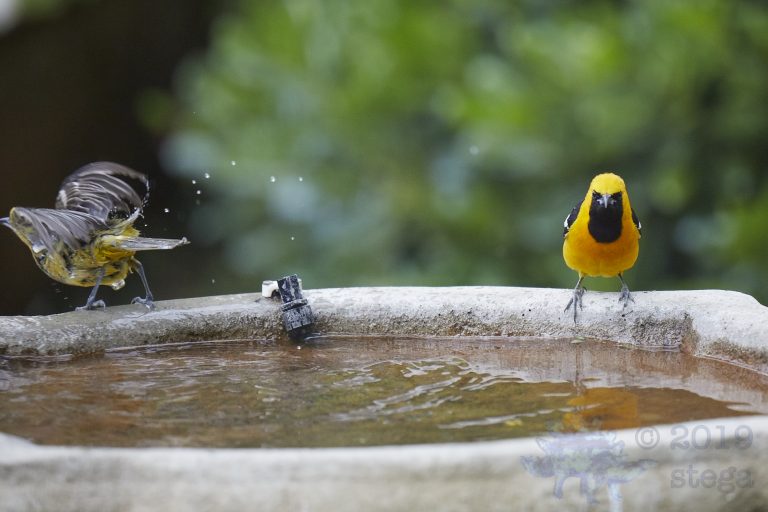 Hooded Orioles