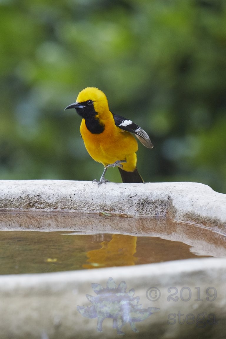Hooded Oriole