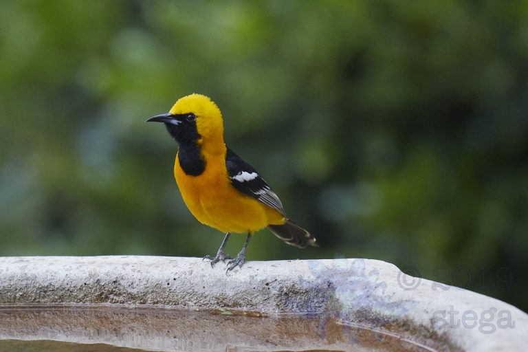 Hooded Oriole