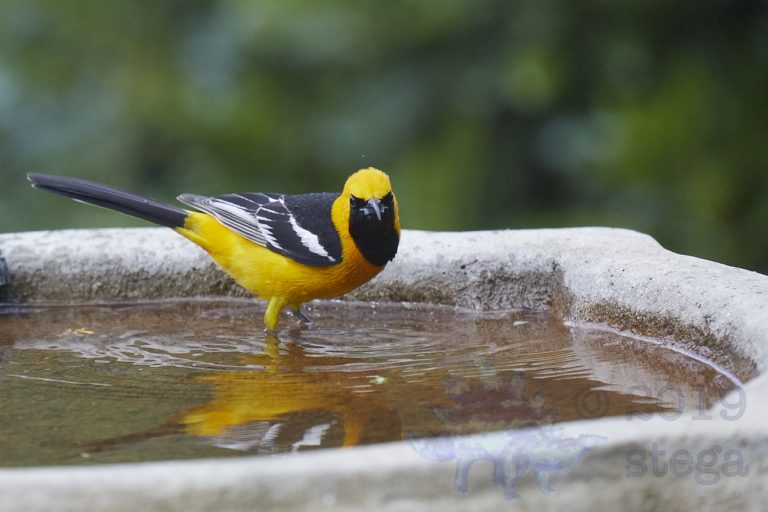 Hooded Oriole
