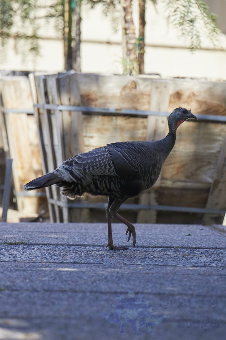 Outside: Wild Turkey