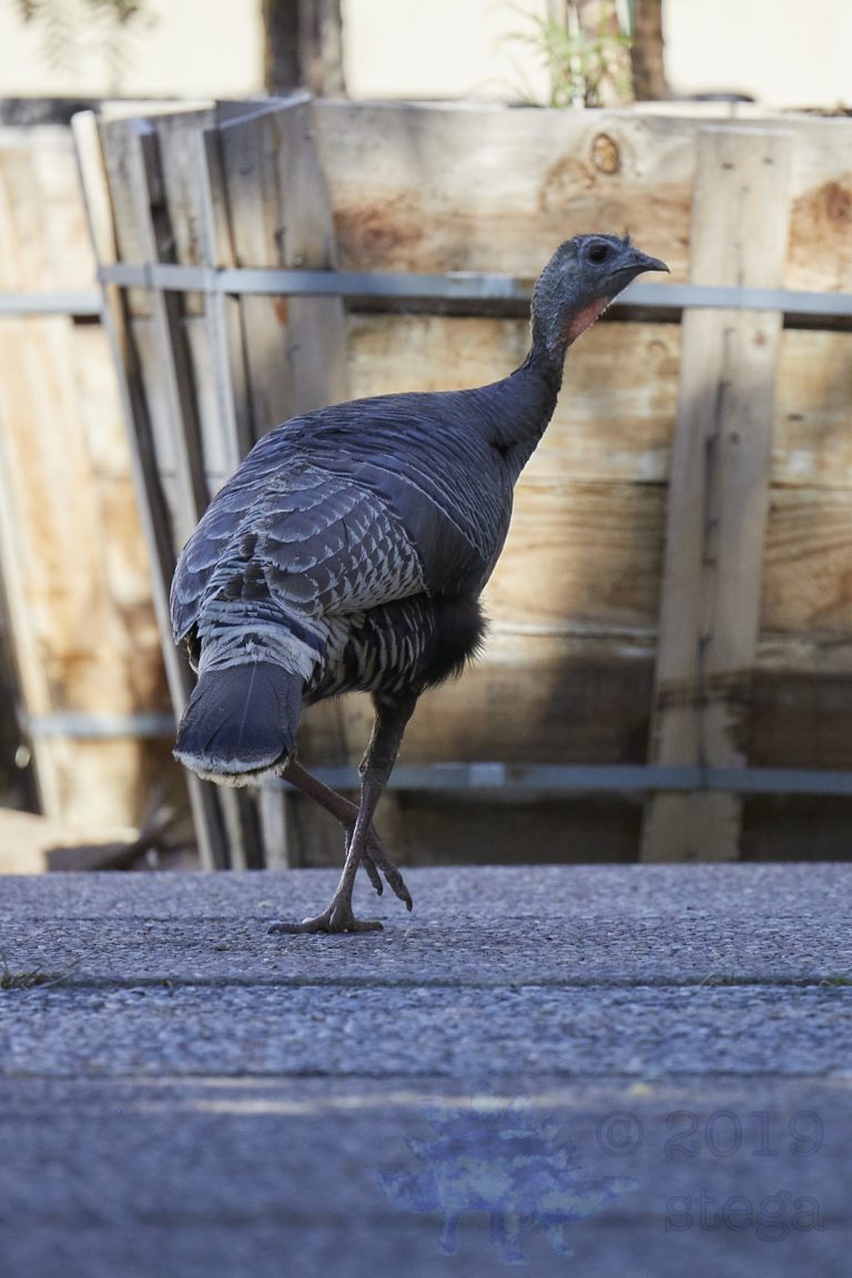 Outside: Wild Turkey