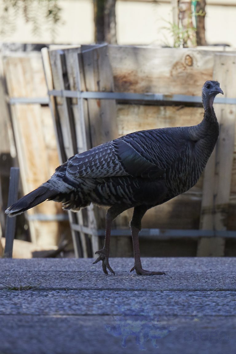 Wild Turkey