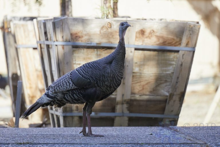 Outside: Turkey