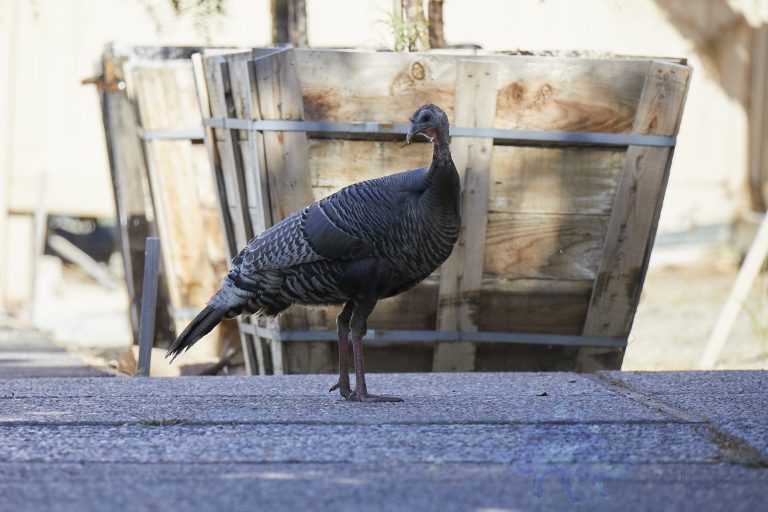 Wild Turkey