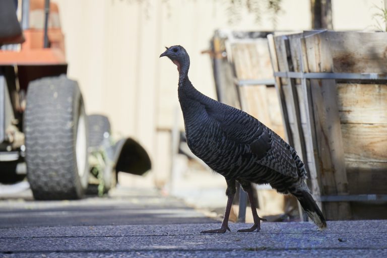 Wild Turkey