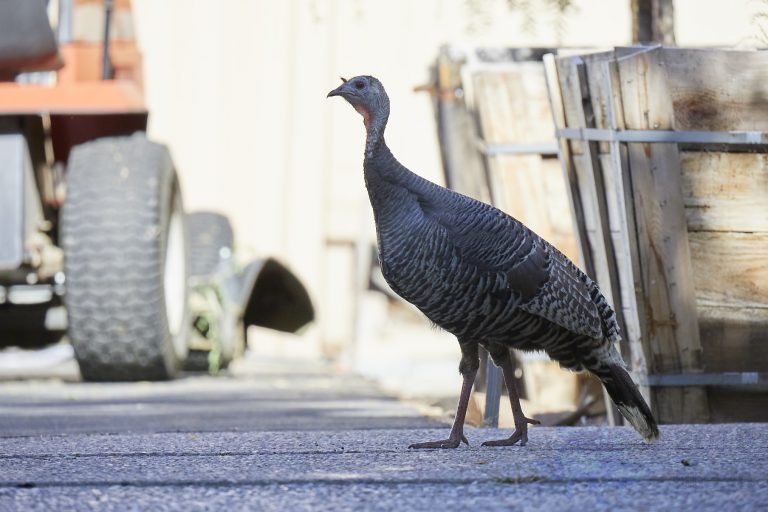 Outside: Wild Turkey
