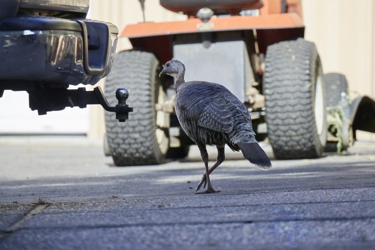 Wild Turkey