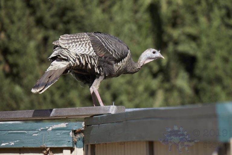 Outside: Wild Turkey