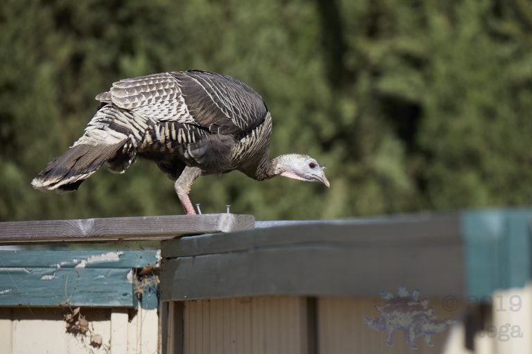 Outside: Wild Turkey
