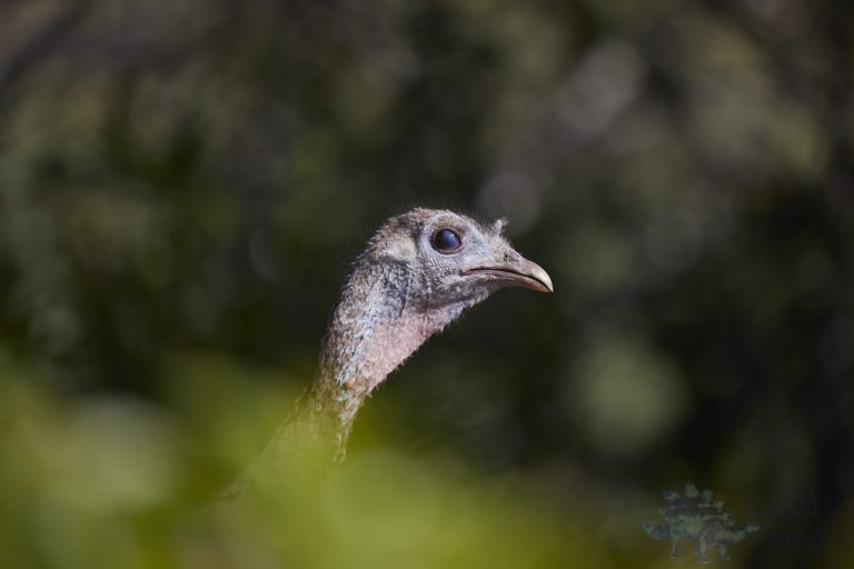 Outside: Wild Turkey