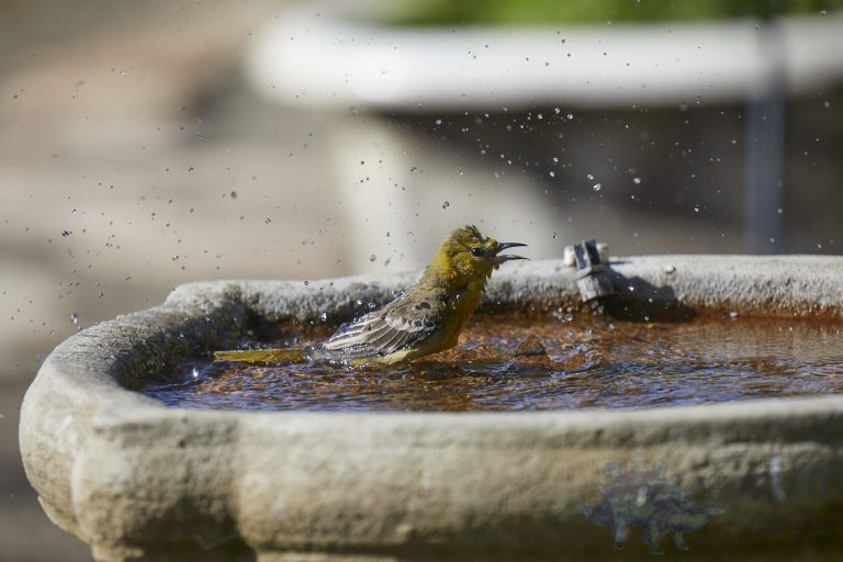 Hooded Oriole