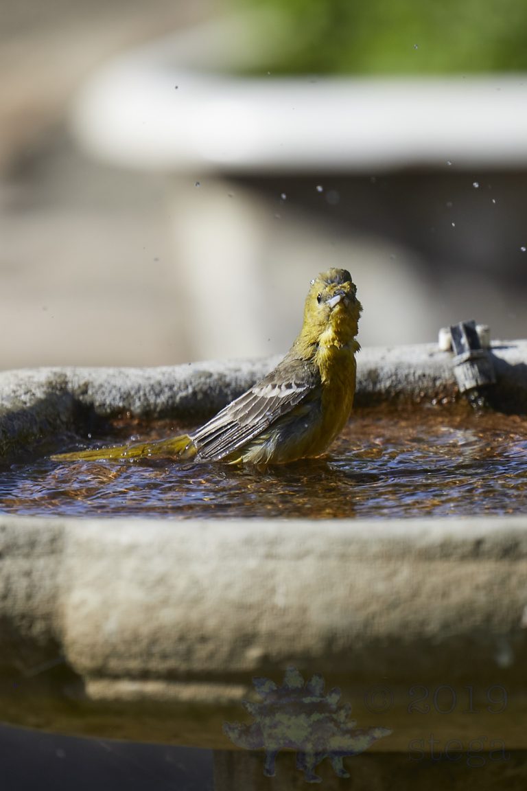 Hooded Oriole