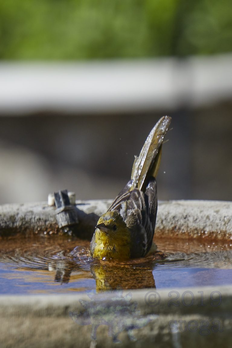 Hooded Oriole