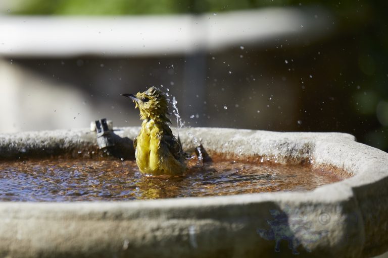 Hooded Oriole