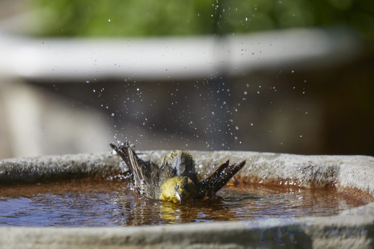Hooded Oriole