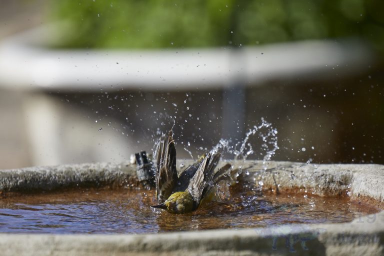 Hooded Oriole