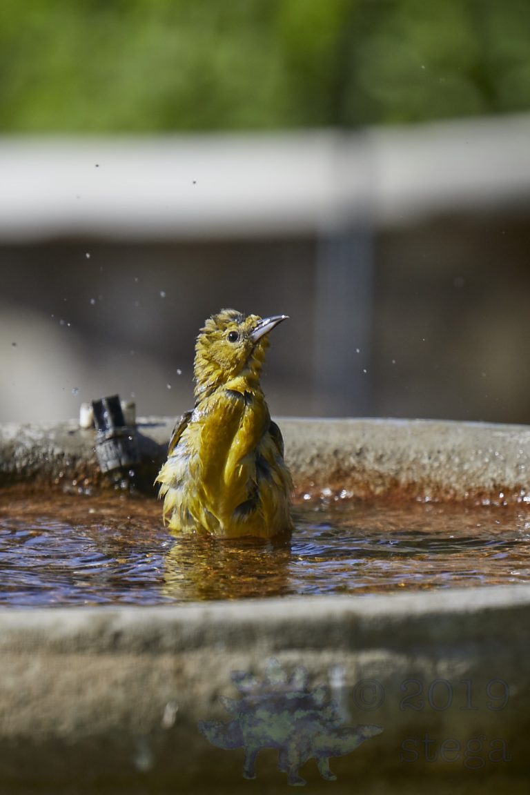 Hooded Oriole