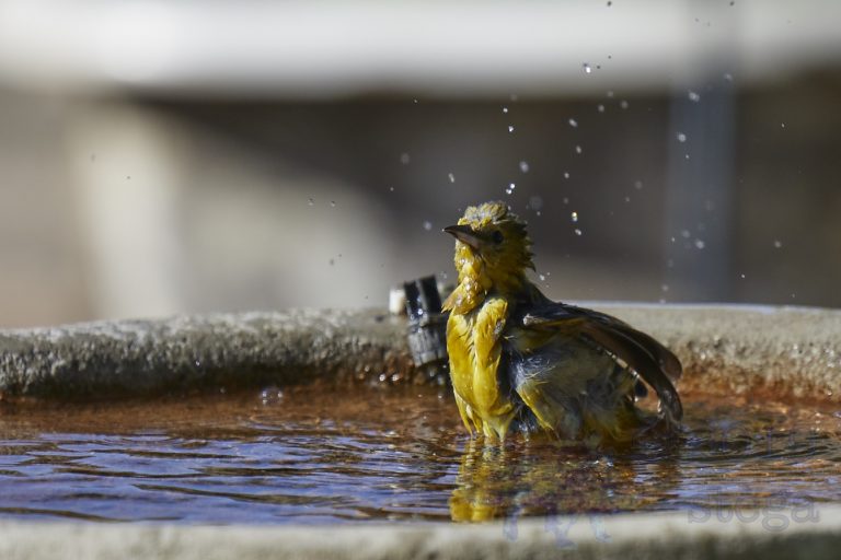 Hooded Oriole