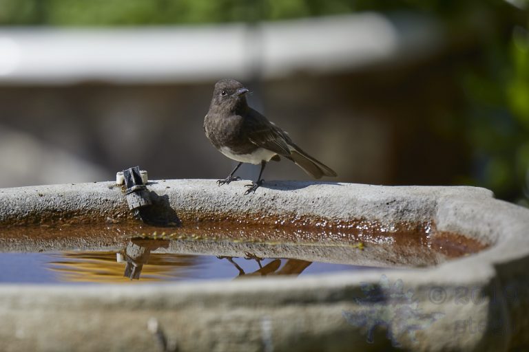 Black Phoebe