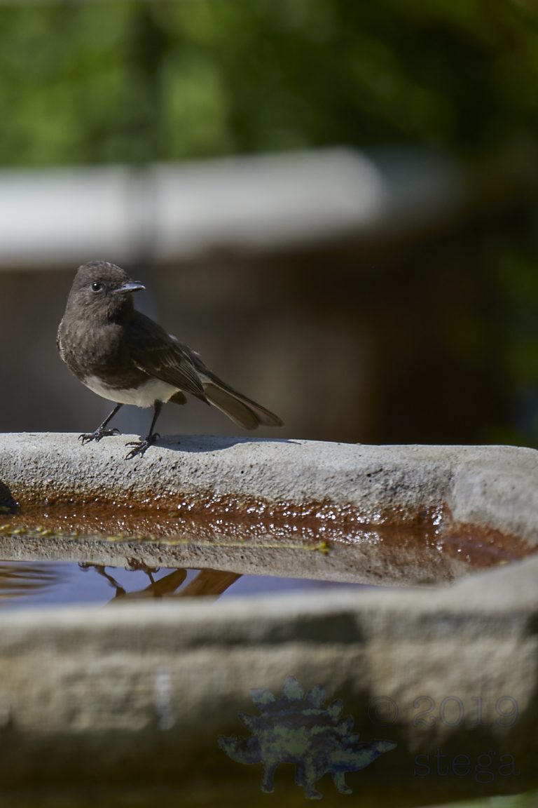 Black Phoebe