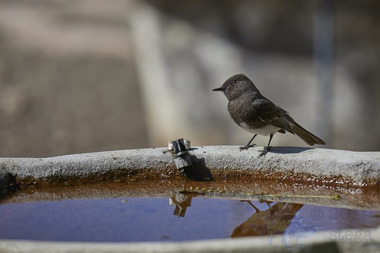 Black Phoebe