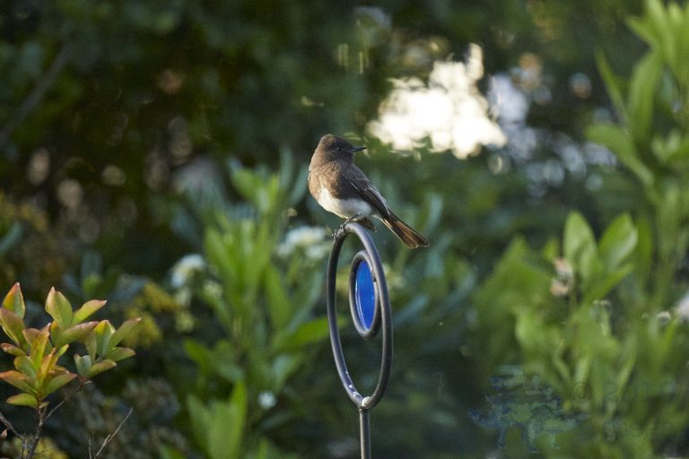 Black Phoebe