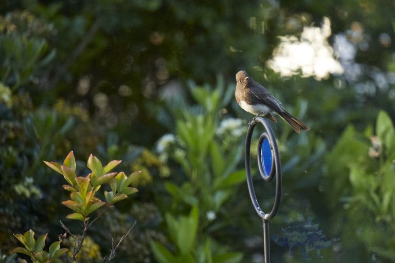 Black Phoebe