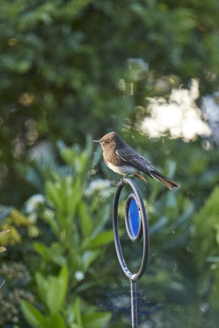 Black Phoebe