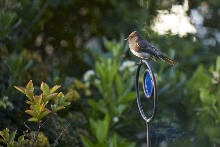 Black Phoebe