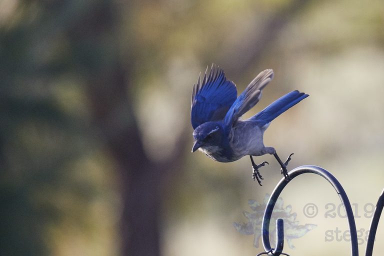 California Scrub Jay Week (5/36)