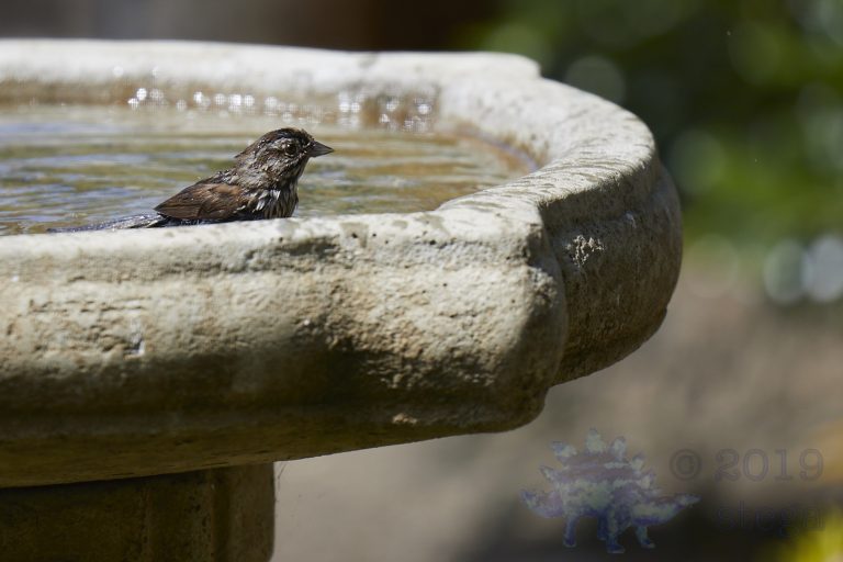 Song Sparrow