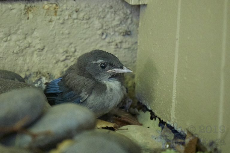 Outside: California Scrub Jay Week (34/36)
