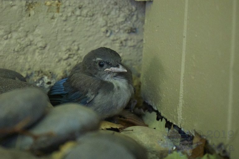 Outside: California Scrub Jay Week (6/36)