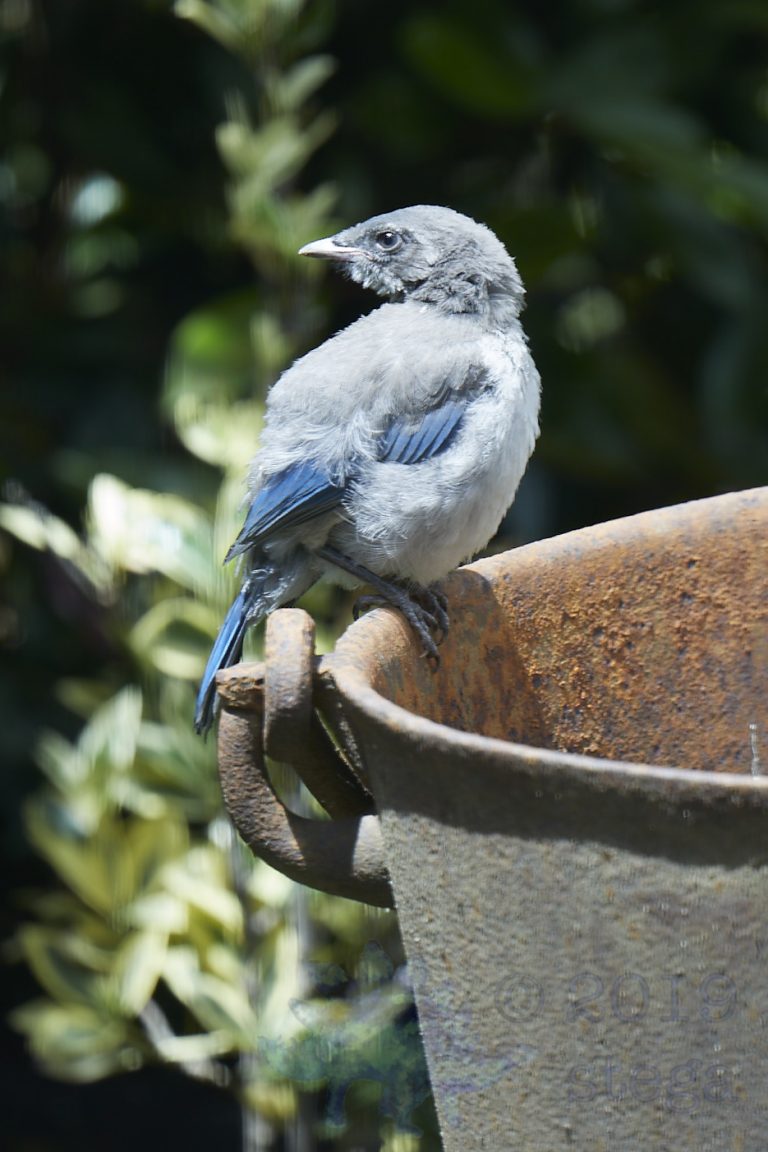 California Scrub Jay Week (7/36)