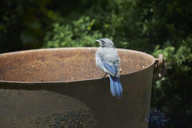 California Scrub Jay Week (26/36)