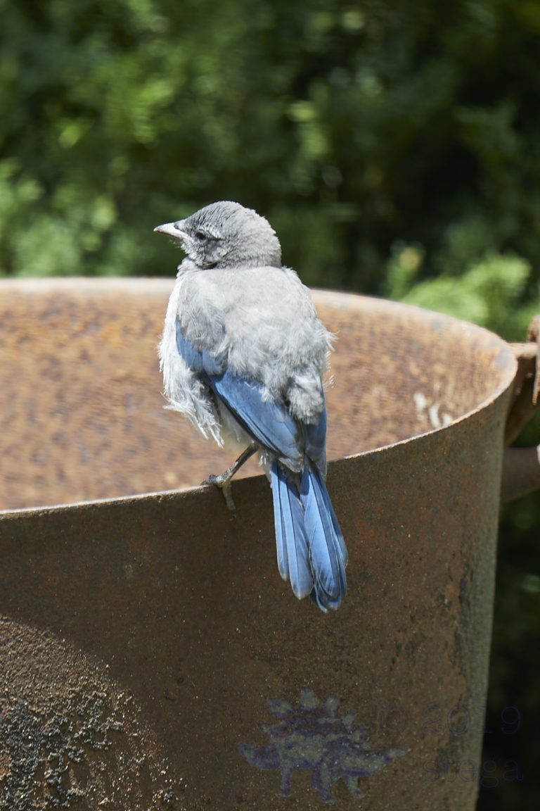 California Scrub Jay